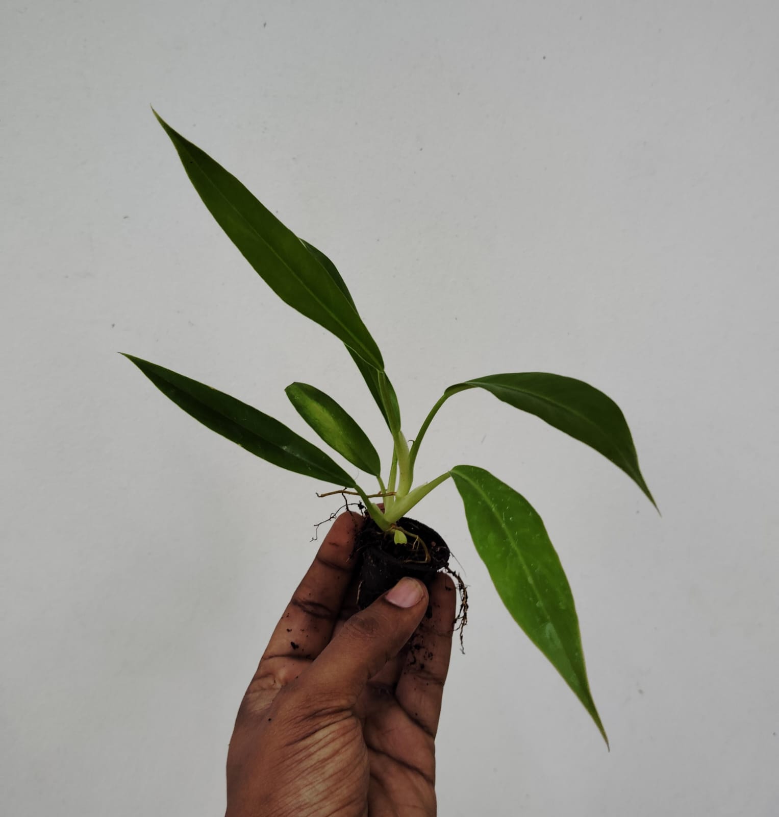 Philodendron narrow escape (small plant pot) - Image 2