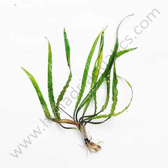 Cryptocoryne Balansae Red (large plant pot) - Image 2