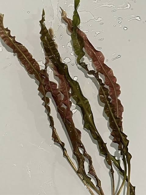 Cryptocoryne Balansae Red (large plant pot) - Image 3