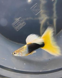 Yellow tuxedo guppy (pair)
