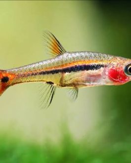 Least Rasbora (6 pcs)