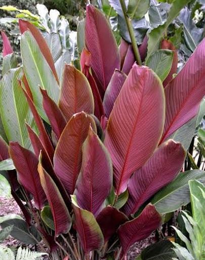 Red calathea lutea/ Calathea /Calathea Wheat (single plant) - Image 2
