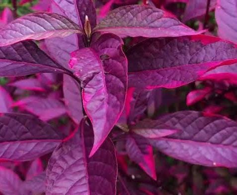 Alternanthera Red Hots/Alternanthera dentata Brazilian Red Hots (single plant) - Image 6