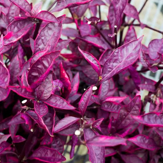 Alternanthera Red Hots/Alternanthera dentata Brazilian Red Hots (single plant) - Image 2