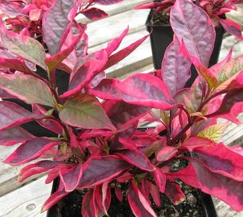 Alternanthera Red Hots/Alternanthera dentata Brazilian Red Hots (single plant) - Image 4