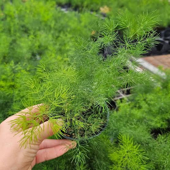 Asparagus Ming Fern (plant clump) - Image 4