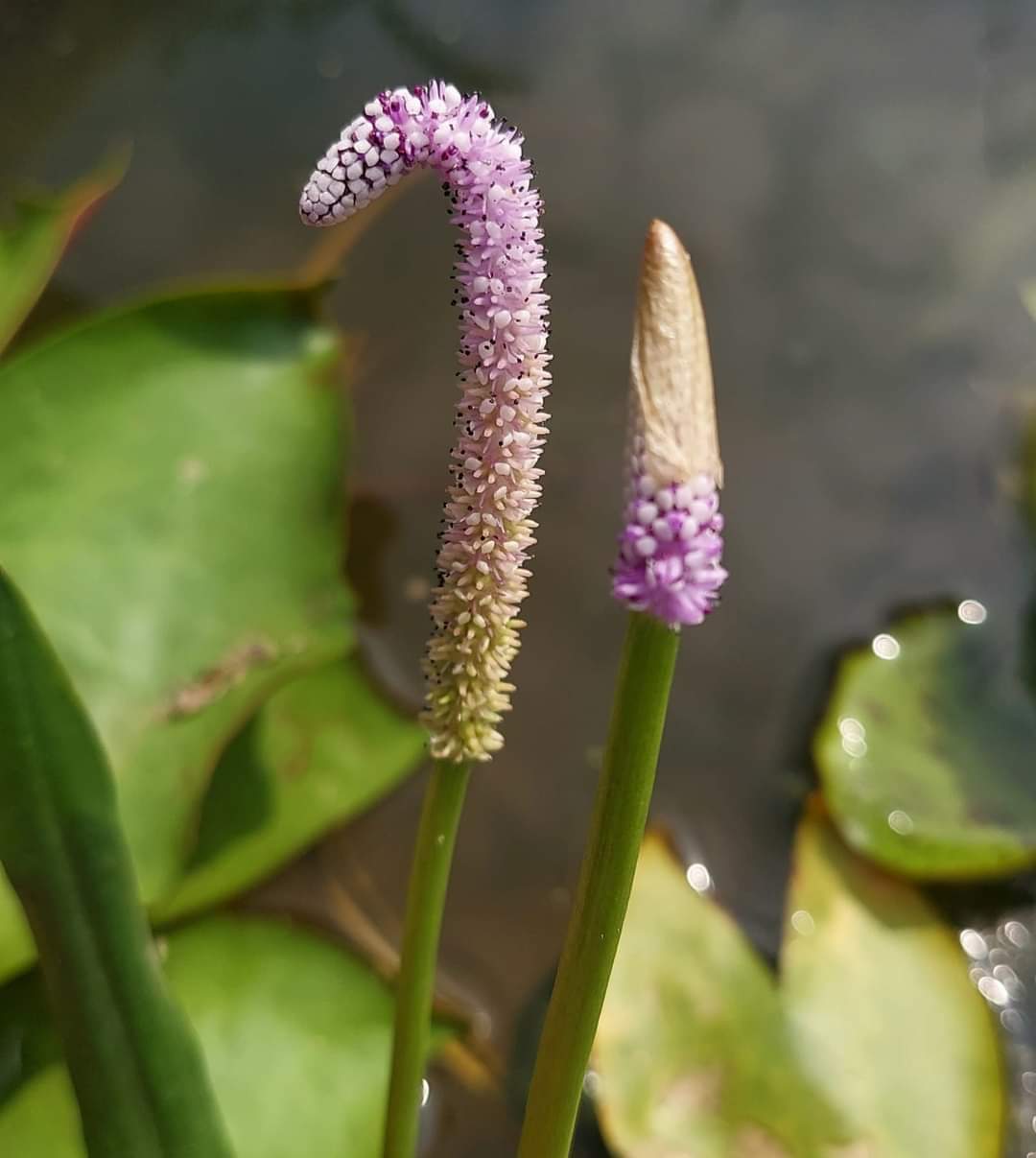 Lizard tail pond plant ( 5 plants) - Image 2