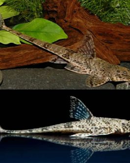 Whiptail catfish 2.5 inch ( 3 pcs)