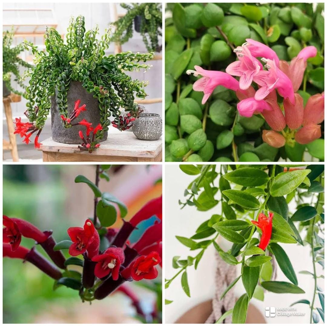 Hangable Lipstick plant combo (16 plants) - Image 2