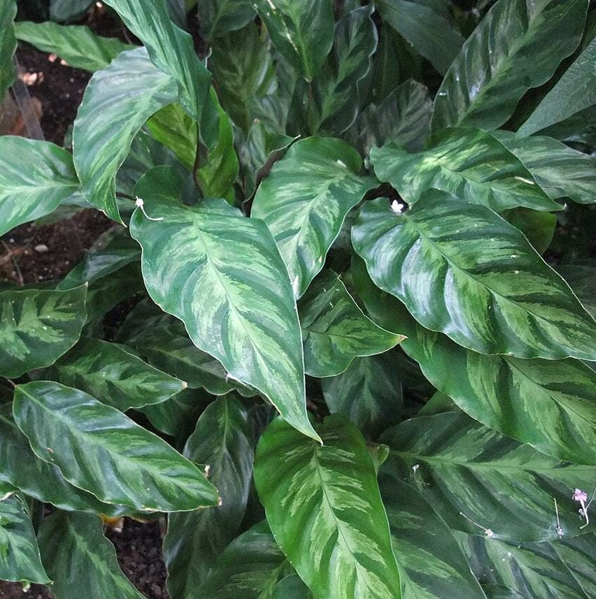 Calathea Louisae (single plant) - Image 2