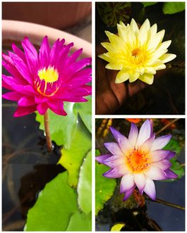 Bulls eye, Carlos sunshine, Southern charm waterlily 365 days bloomer combo