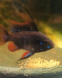 Dark German blue ram (1 pair)