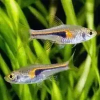 Hengeli rasbora ( 8 pcs)