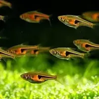 Hengeli rasbora ( 8 pcs) - Image 4
