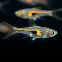 Hengeli rasbora ( 8 pcs)