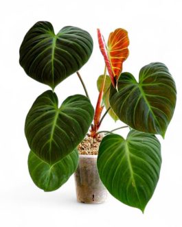 Philodendron El Choco Red (medium sized plant jiffy)