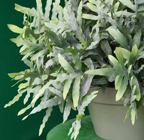 Blue Star fern (small jiffy clump) - Image 3