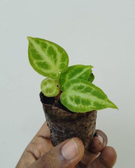 Anthurium silver blush (small single plant jiffy)