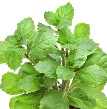 Hygrophila triflora- Chinese variant (3 stems) - Image 2