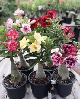 Adenium- unknown colour (small plant pot)