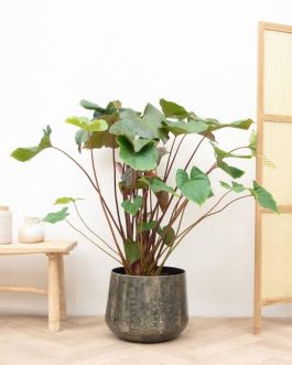 Large sized- Homalomena Maggy (single plant)