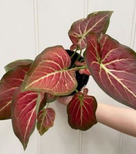 Caladium Redstar (jiffy sized)