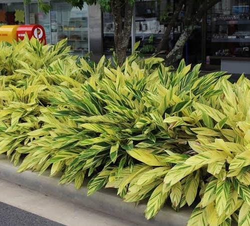 Alpina Zerumbet variegated (jiffy sized) - Image 5