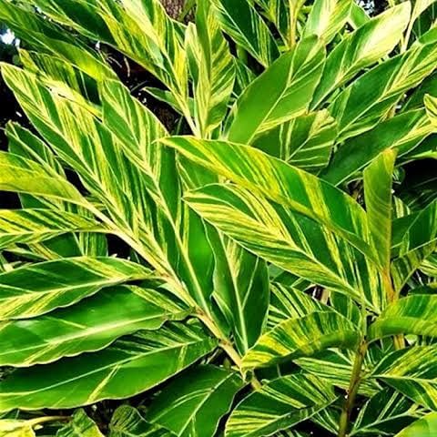 Alpina Zerumbet variegated (jiffy sized) - Image 3