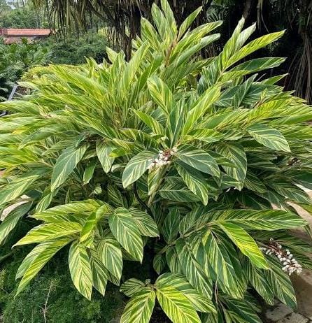 Alpina Zerumbet variegated (jiffy sized) - Image 4