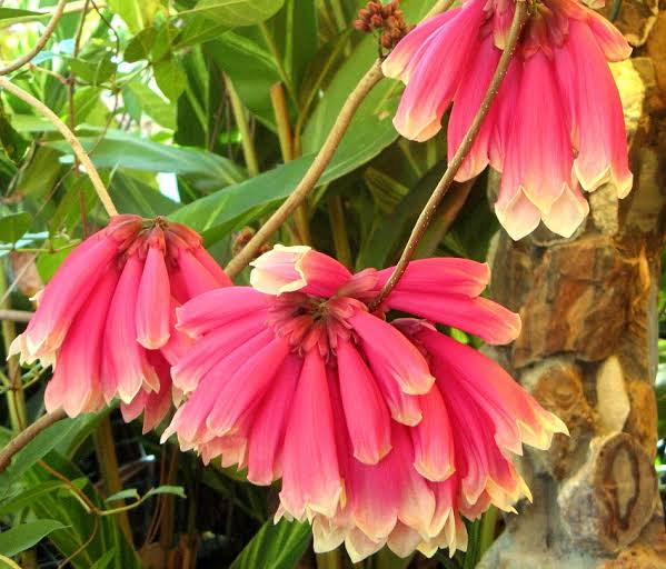 Fraser Island Creeper/ Tecomanthe hillii (single plant)