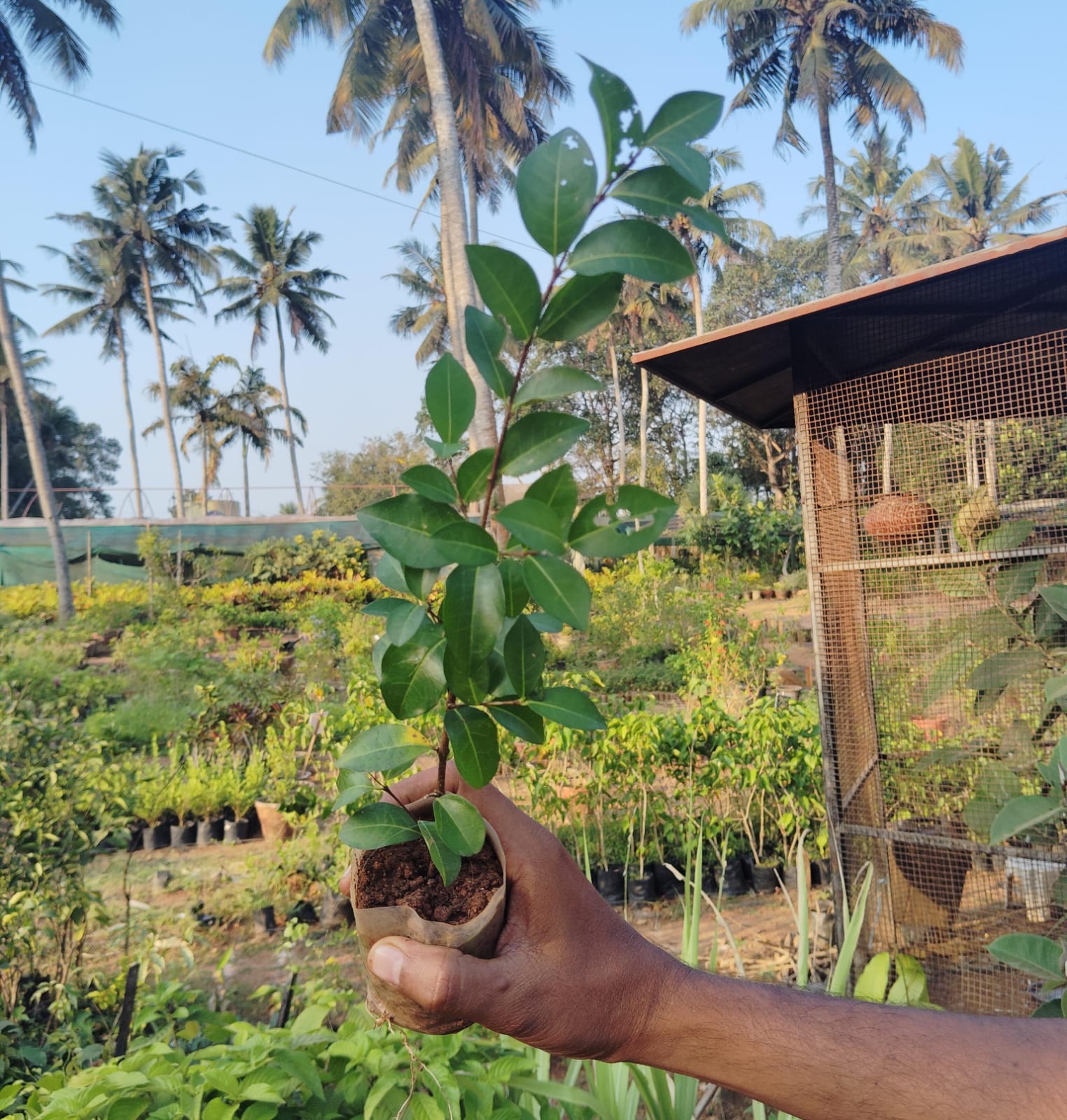 Barbados Cherry/ Malpighia Emarginata (single plant) - Image 2