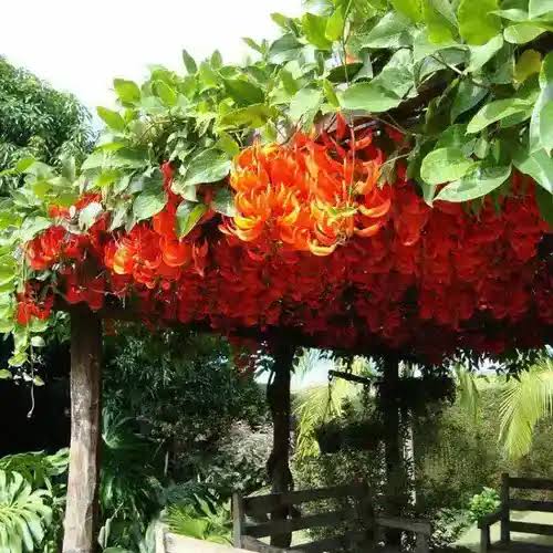 Red Jade Vine /Mucuna Bennettii (single plant) - Image 3