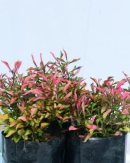 Alternanthera sp Regel (plant clump)