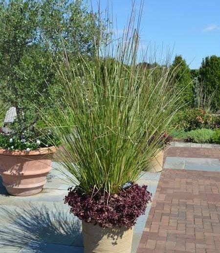 Vetiver/ khus/ ramacham (plant clump) - Image 4