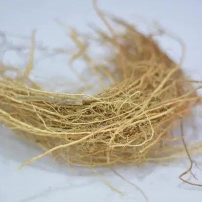 Vetiver/ khus/ ramacham (plant clump) - Image 2