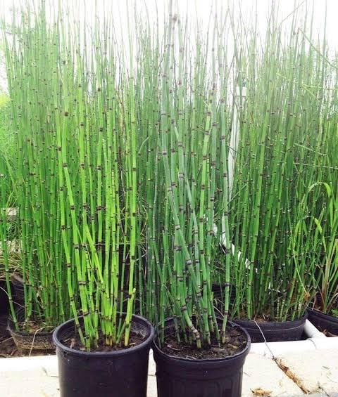 Water Bamboo/ Equisetum (plant clump) - Image 4
