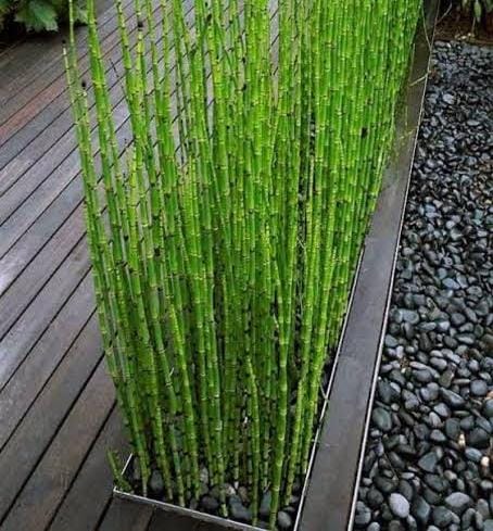 Water Bamboo/ Equisetum (plant clump) - Image 5