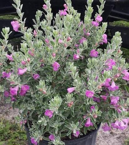 Nikodia/ Texas Silver Leaf/ Texas Sage (single large plant) - Image 2