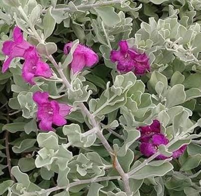 Nikodia/ Texas Silver Leaf/ Texas Sage (single large plant) - Image 5