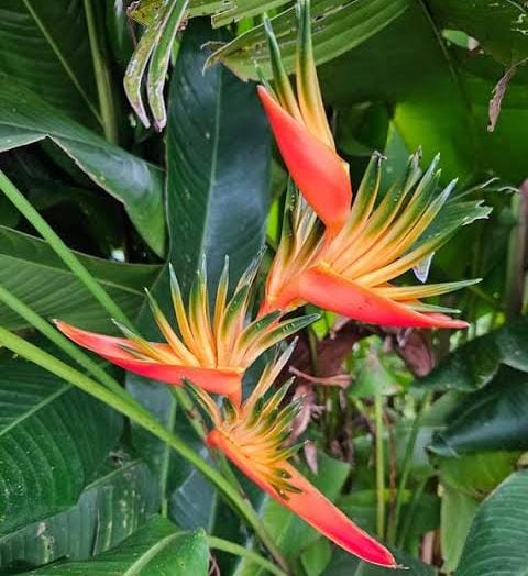 Heliconia Guyana (single plant rhizome) - Image 6