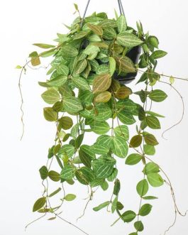 Hangable pot plant varieties