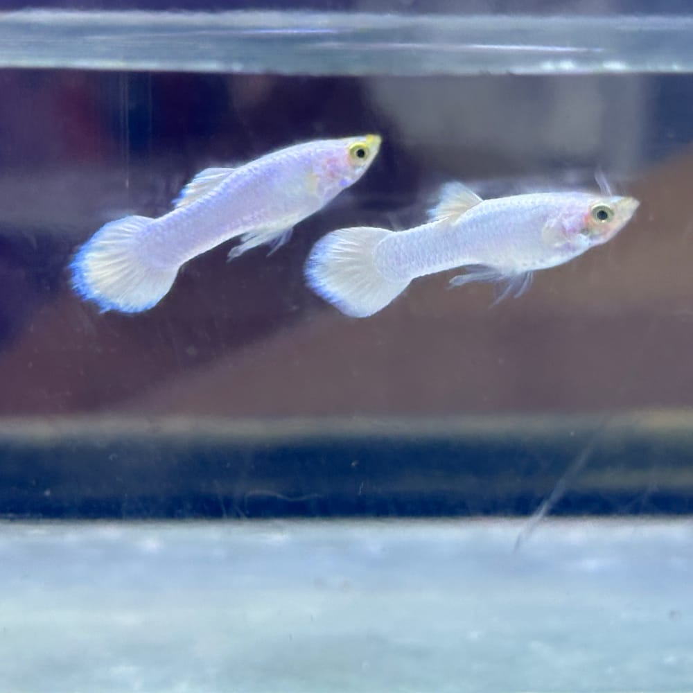 Snow white/ shrilankan white guppy pair - Image 2