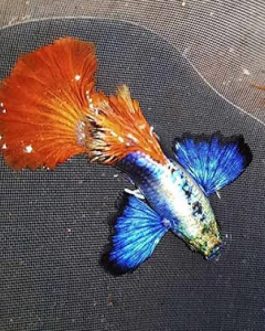 Platinum red halfmoon big ear (Guppy pair)