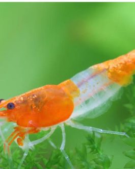 Orange rili shrimp (5 pair)