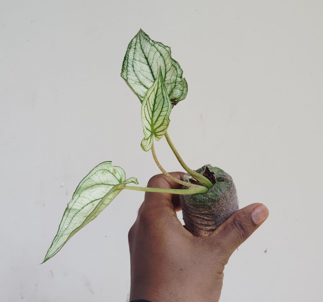 Caladium Thai White (jiffy sized plant) - Image 2