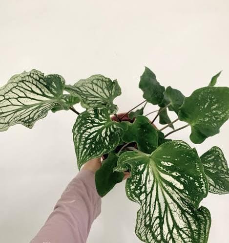 Caladium Thai White (jiffy sized plant) - Image 3