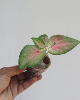 Caladium white wonder (jiffy sized plant)
