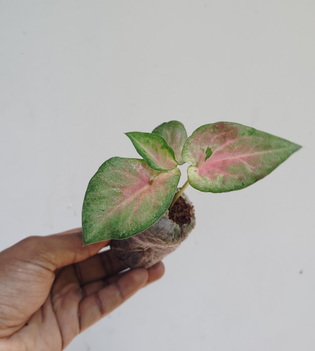 Caladium white wonder (jiffy sized plant) - Image 2