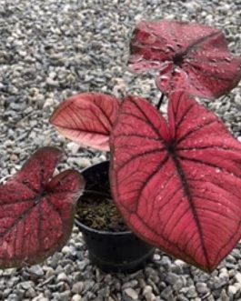 Caladium wang thong (jiffy sized plant)
