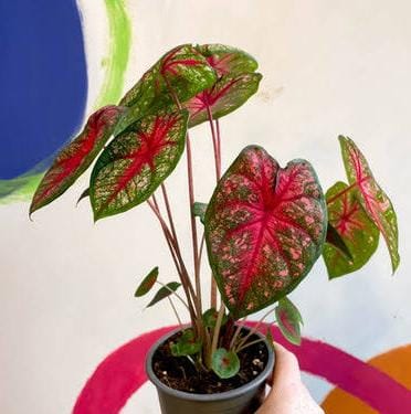 Caladium pink queen (jiffy sized plant)